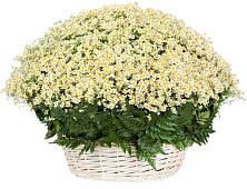 Цветочная композиция из Ромашки в корзине #REPLACE_PRED# Холдеево